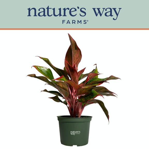 Nature's Way Farms Aglaonema Siam Live Plant (8-15 inches tall) in growers pot