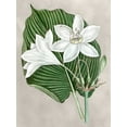 thumbnail image 2 of Curtis  15x18 Black Ornate Wood Framed with Double Matting Museum Art Print Titled - Alabaster Blooms III, 2 of 4