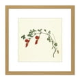 thumbnail image 1 of Gould Running Postman Flower Botanical Illustration 8X8 Inch Square Wooden Framed Wall Art Print Picture with Mount, 1 of 4