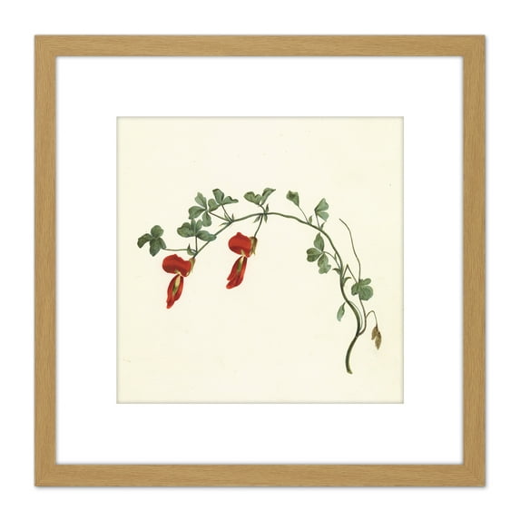 Gould Running Postman Flower Botanical Illustration 8X8 Inch Square Wooden Framed Wall Art Print Picture with Mount