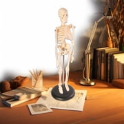 Skeleton Model，Learning Mannequin Full Body,Miniature Model, Easy to Manipulate,17 inches