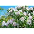 thumbnail image 5 of 20 Seeds COMMON CULINARY QUINCE Fruit Tree Cydonia Oblonga Flowering Shrubb, 5 of 11