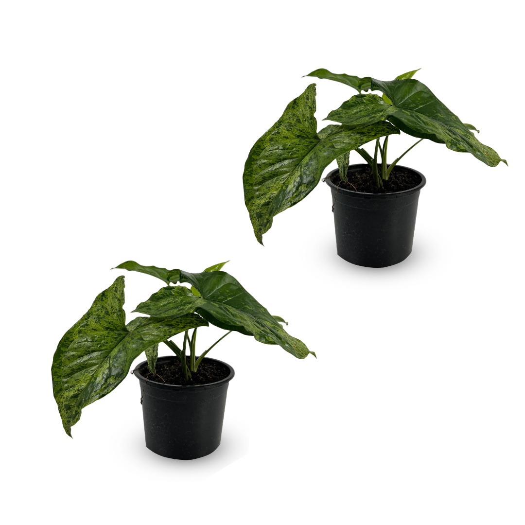Syngonium Podophyllum Mojito (2 Pack) by LEAL PLANTS ECUADOR | Rare Variegated Indoor Elephant Ear Houseplant | California Tropicals | Live Variegated House Plants for Home Decor & Air Purifying