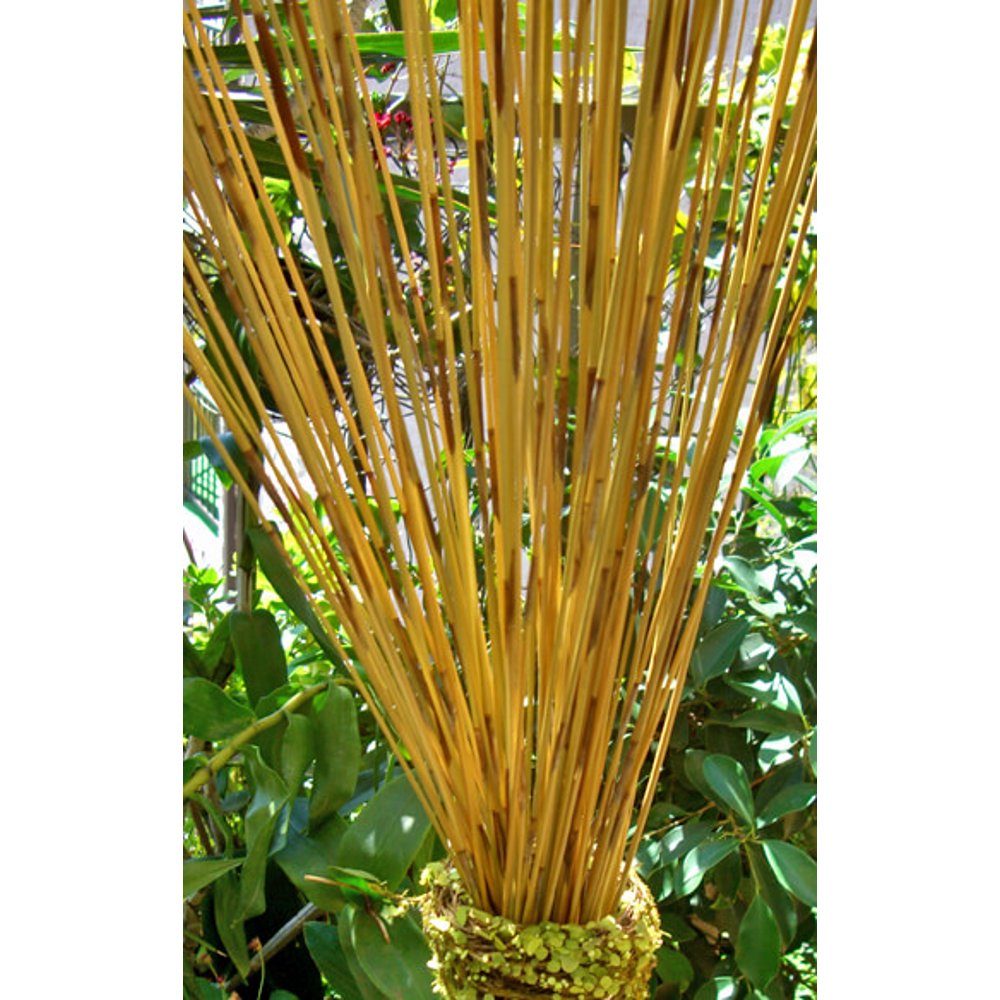 Bamboo Reeds 30 inch (90 Pieces)