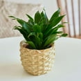 thumbnail image 3 of Dracaena Janet Craig Live Plant for Indoor | Different Houseplants in 4'' & 6'' Pot | Real House Plant for Living Room, Office, Desk & Bathroom | Dragon Tree, 3 of 6