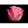 thumbnail image 2 of Brosius, Volker 14x11 White Modern Wood Framed Museum Art Print Titled - Rose I, 2 of 4