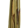 thumbnail image 4 of Vickerman 18-24" Cream Platy Cone on Reed Stem, Includes 10 stems, Dried, 4 of 5