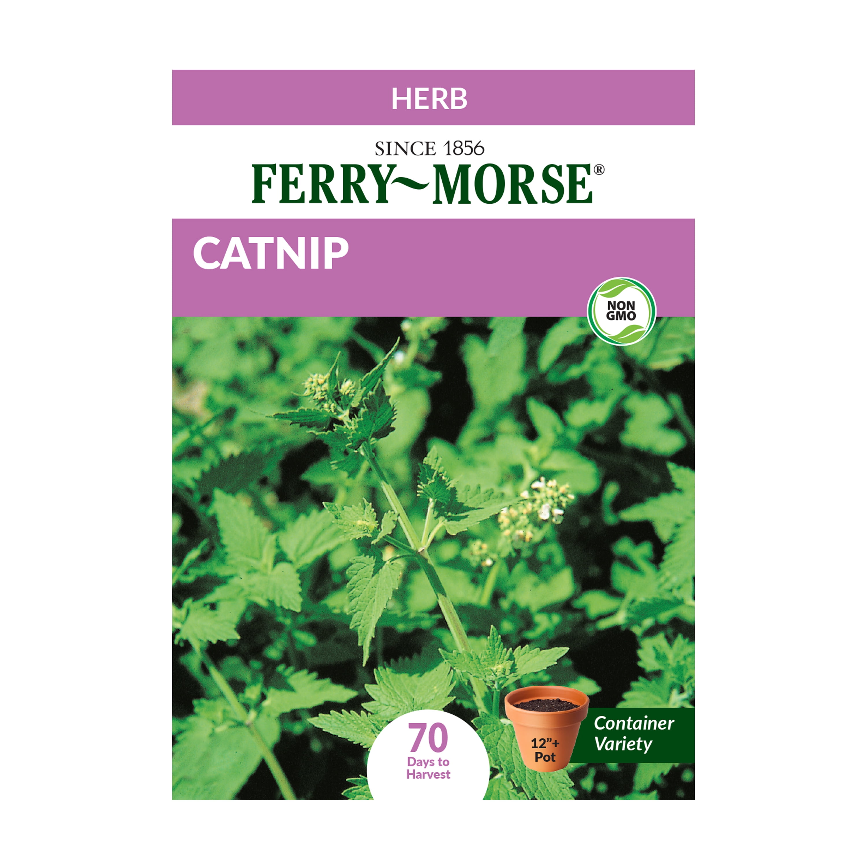 Ferry-Morse 30MG Catnip Herb Plant Seeds (1 Pack)- Seed Gardening, Full Sunlight