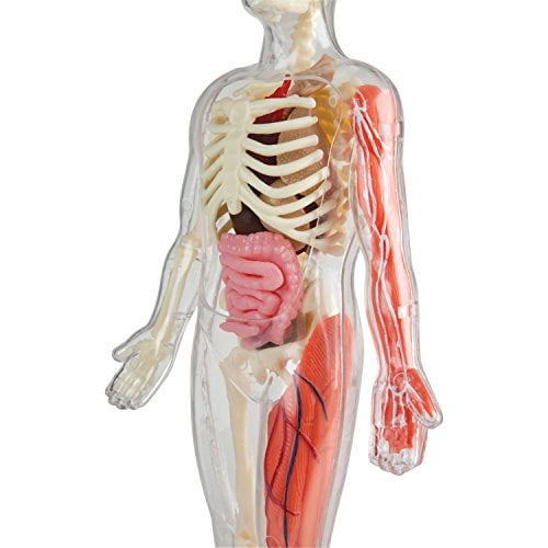 smart lab you explore it human body model