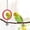 Red, variant on 1PCS/2PCS Bird Mirror with Bell Parrot Hanging Interactive Playing Toy for Cockatiel Parakeets Canaries Budgie Cage Accessories