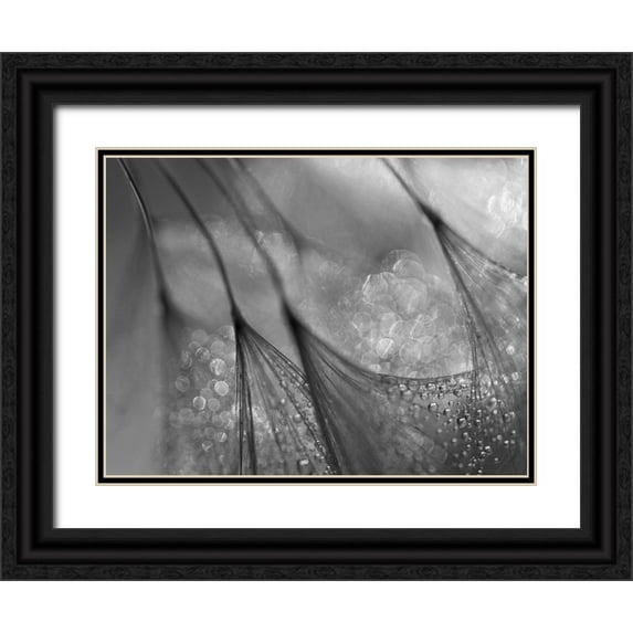Or, Keren 24x19 Black Ornate Wood Framed with Double Matting Museum Art Print Titled - Dandelion