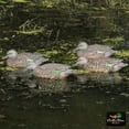 thumbnail image 3 of Greenhead Gear Pro-Grade Duck Decoy,Green-Winged Teal/Early Season Hen Pack,1/2, 3 of 4