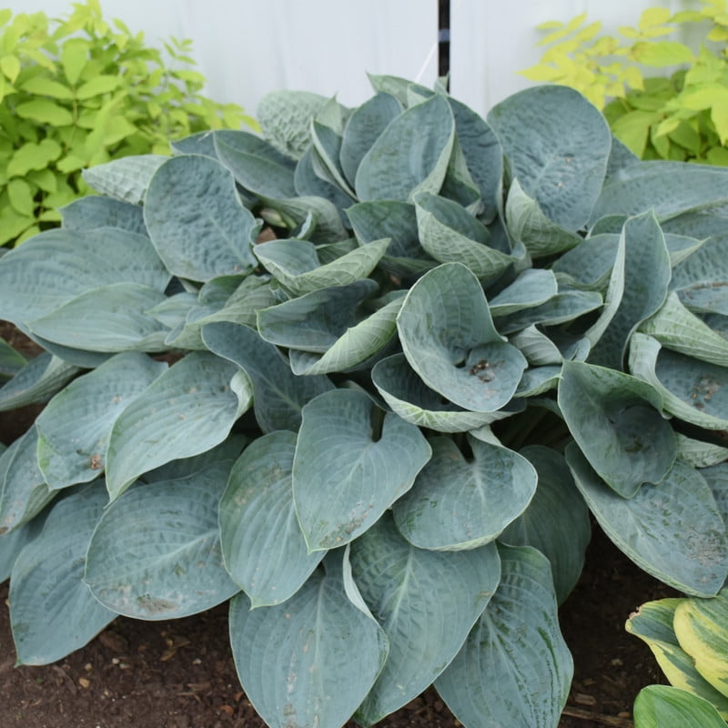 Proven Winners 10" Shadowland 'Above the Clouds' Hosta (Hosta hybrid) Perennial Live Plant in 6.5" Pot