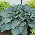 thumbnail image 2 of Proven Winners 10" Shadowland 'Above the Clouds' Hosta (Hosta hybrid) Perennial Live Plant in 6.5" Pot, 2 of 4