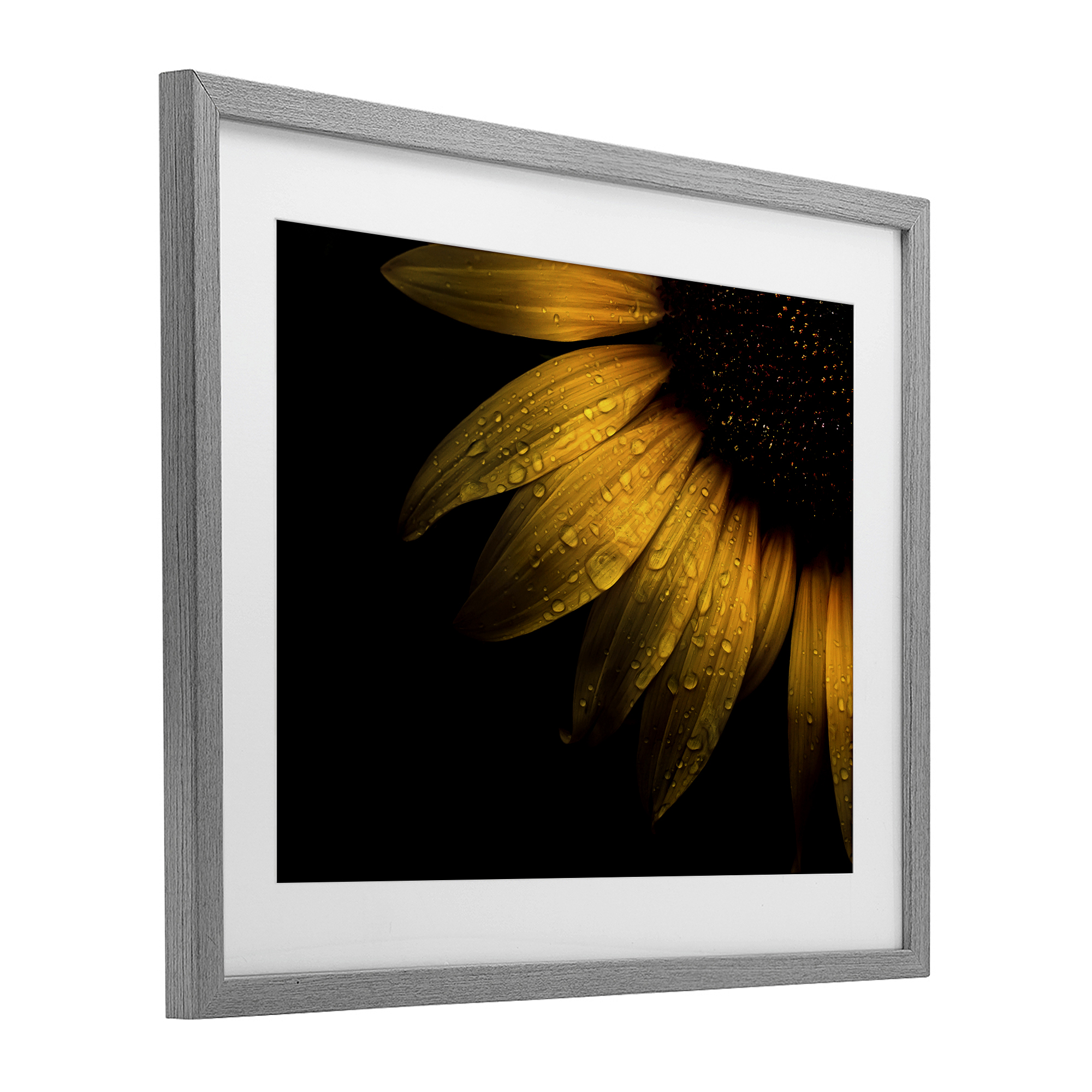 Water Droplets on Sunflower Gray Framed Print Under Glass, design by Brian Carson Photography