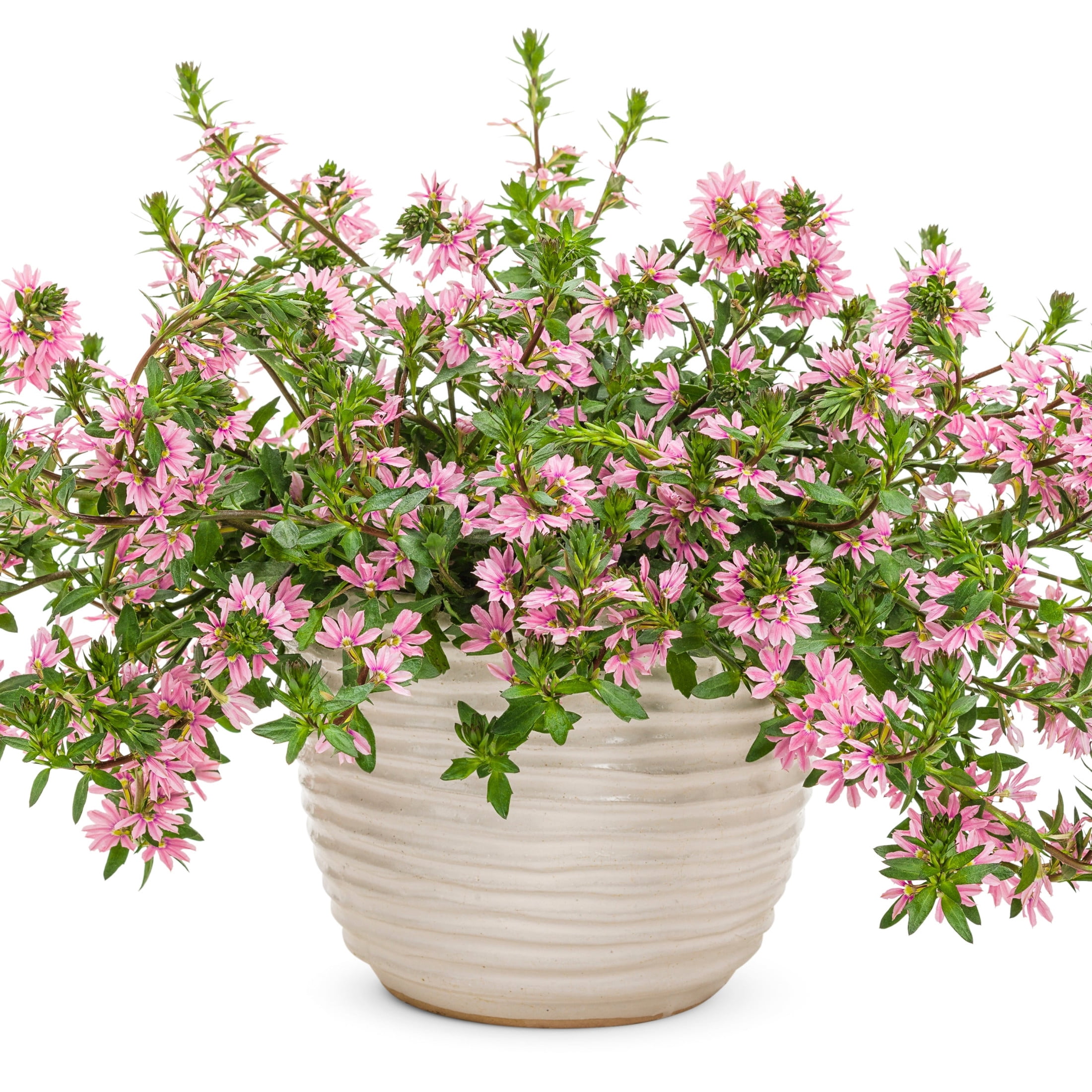 Proven Winners 4" Whirlwind Pink Fan Flower Live Plant in 4.25" Pot (4 Count)