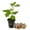 Celeste, variant on Chicago Hardy Fig Tree - 1 Live Starter Plant - Ficus Carica - Edible Fruit Tree for The Patio and Garden