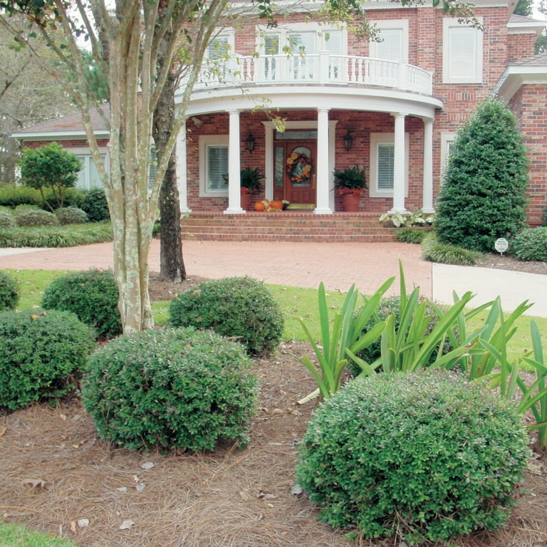 Bordeaux Yaupon Holly - Evergreen Landscape and Garden Shrub - 2.5 Qt Bordeaux Yaupon Holly - Evergreen Landscape and Garden Shrub - 2.5 Qt