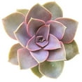 thumbnail image 2 of Echeveria Perle Von Nurnberg Purple Rosettes Succulent, Succulent Gift Home Décor - 4 inch, 2 of 4