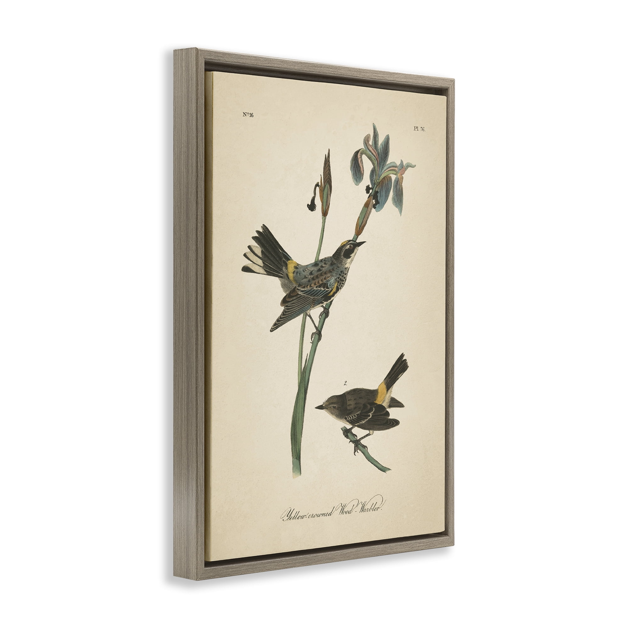 Stupell Industries Vintage Warbler Study Animals & Insects Painting Brown Floater Framed Canvas Art Print Wall Art, 21 x 31