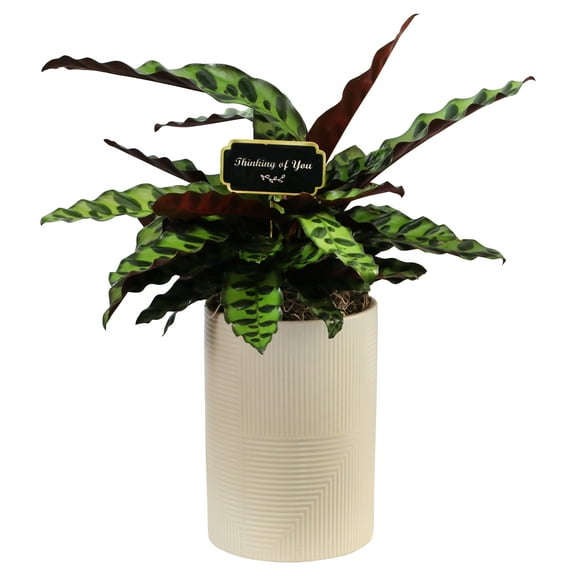 Green Circle Growers 5" Calathea in Beige Rockefeller Pot – Thinking of You Gift with Spanish Moss