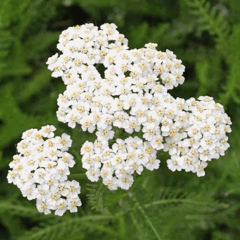 Everwilde Farms 1/4 Lb Western Yarrow Native Wildflower Seeds Gold