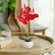 thumbnail image 5 of Maceta artificial de Phalaenopsis para mesa: pequeña planta redonda de simulación de orquídea bonsái para decorar el escritorio del hogar y la oficina, 5 of 6