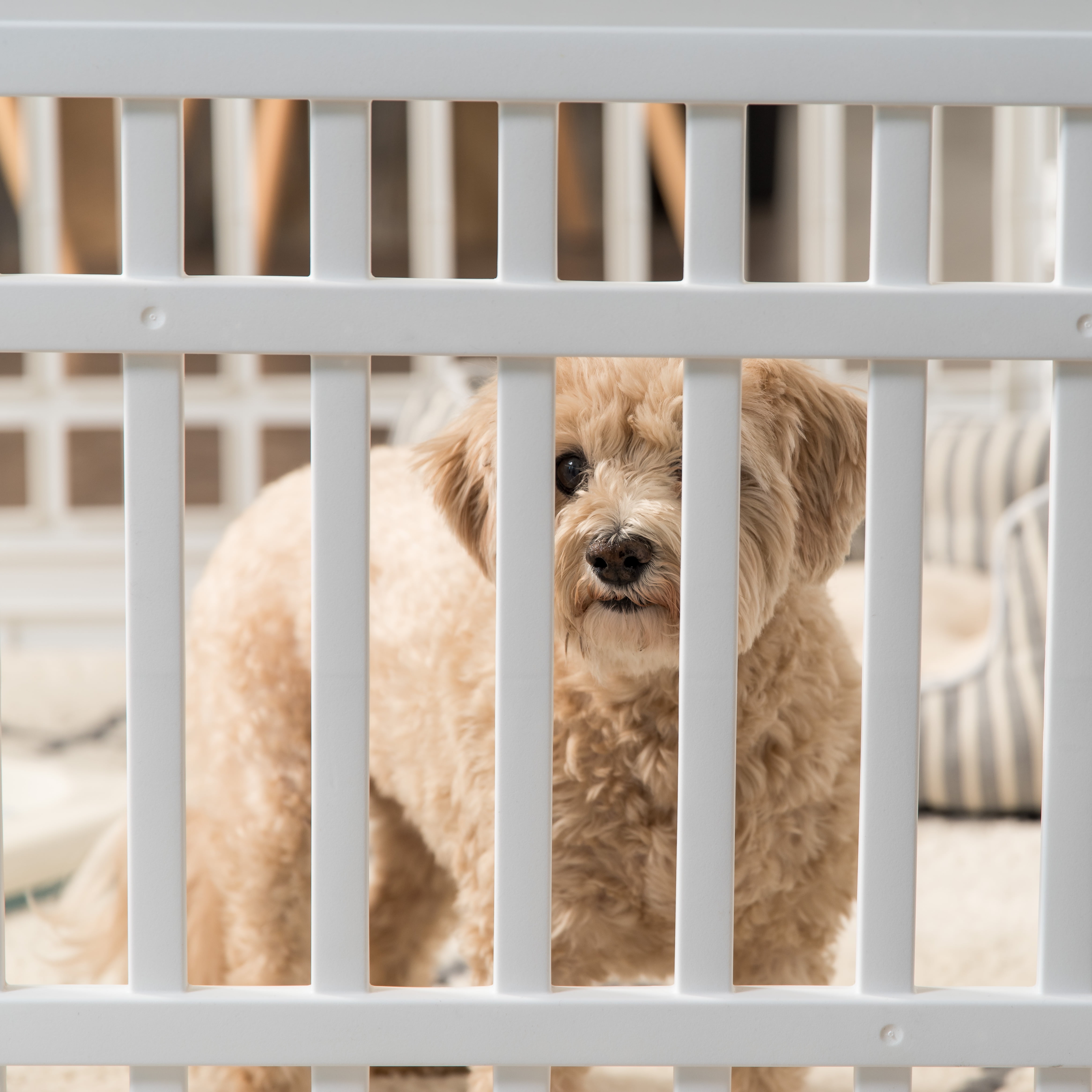 IRIS USA 24" Exercise 6-Panel Pet Playpen with Door, Dog Cat Playpen For Puppy Small Dogs Keep Pets Secure Easy Assemble Easy Storing Customizable Non-Skid Rubber Feet, White