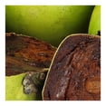 thumbnail image 3 of Zapote negro por kilo, 3 of 4