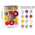 thumbnail image 2 of Paquete de material de flores secas Plantas secas prensadas reales y pegatinas de mariposas Ehuebsd Libre de BPA, 2 of 9