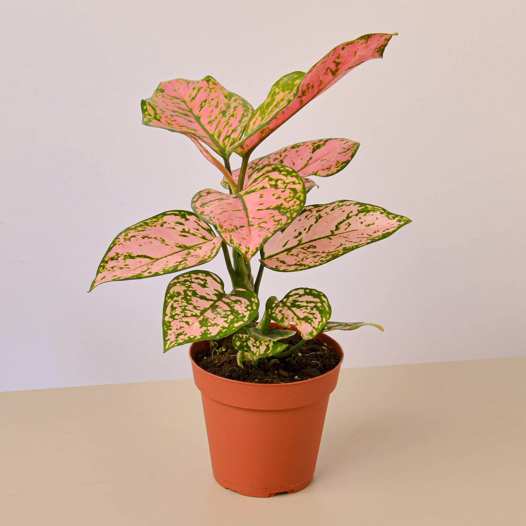 Chinese Evergreen Lady Valentine 4" Pot