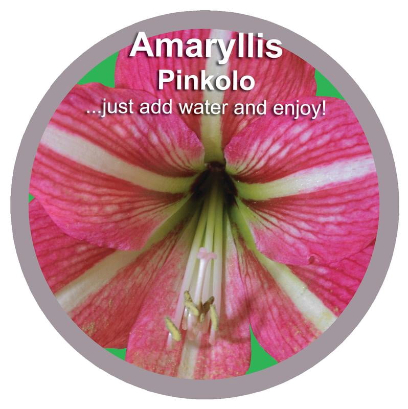 EuroBlooms Amaryllis 'Pinkolo' in 6 in. Silver Decorative Pot - Reddish Rose Pink Blooms