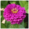 thumbnail image 3 of Everwilde Farms - 200 Purple Prince Zinnia Garden Flower Seeds - Gold Vault Jumbo Bulk Seed Packet, 3 of 5