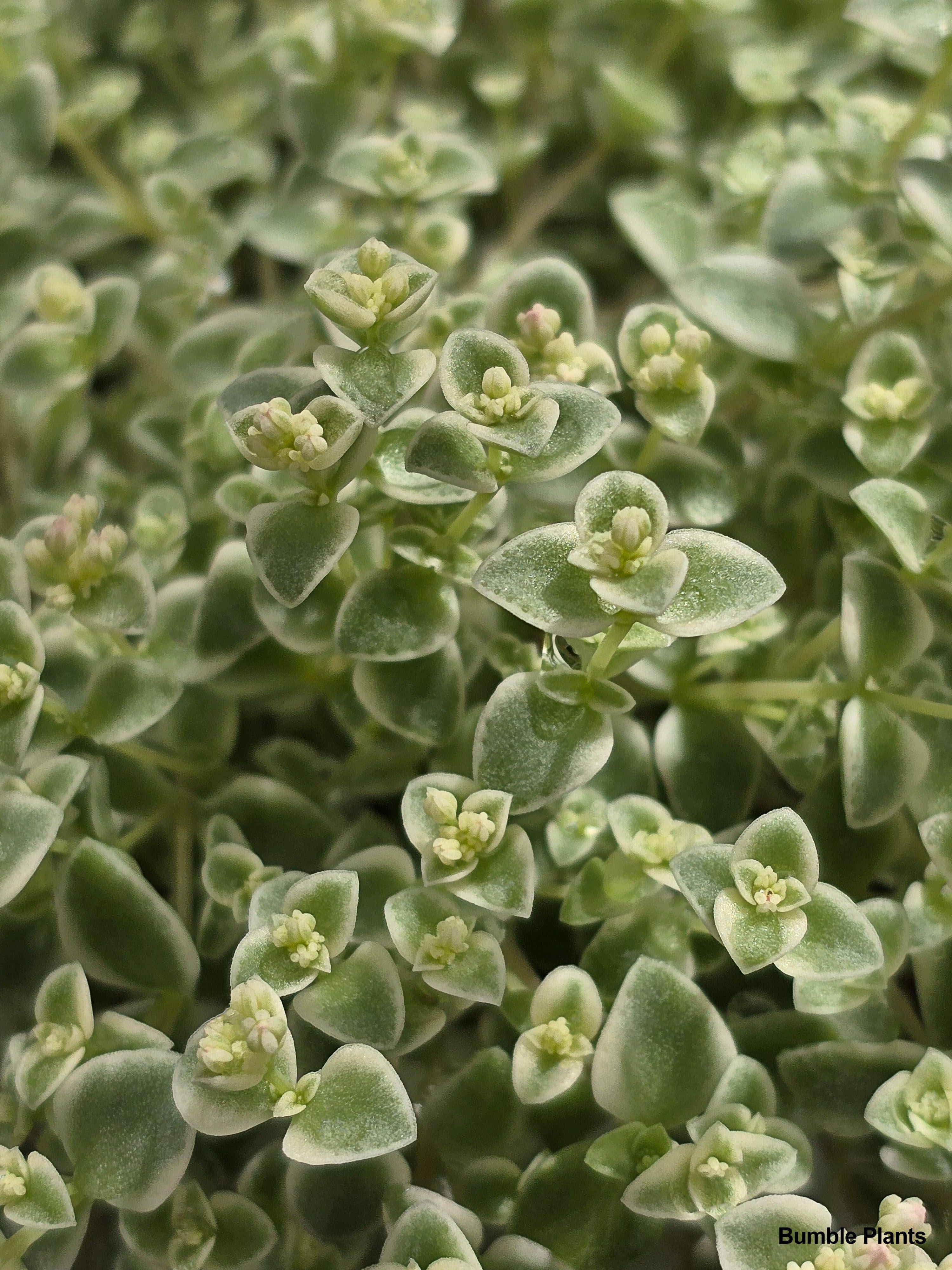 Sedum Little Missy - Live Air-Purifying Indoor Plant in Nursery Pot – Easy Care, Low Maintenance Houseplant for Home & Office Decor, Natural Air Cleaner, Best for Beginners