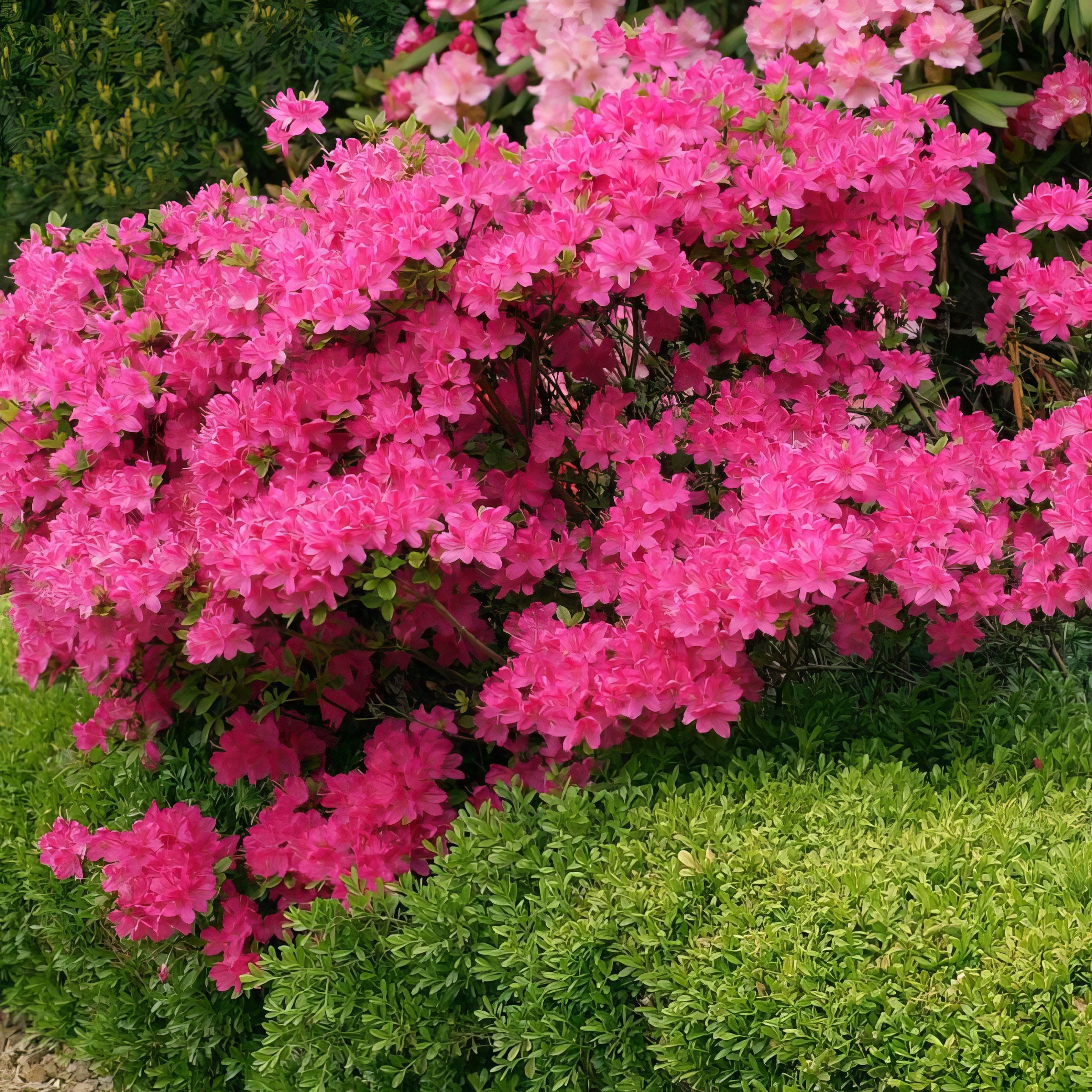 Live Shrub 3 gal Floramore Azalea 'Hot Pink' with Partial Sunlight