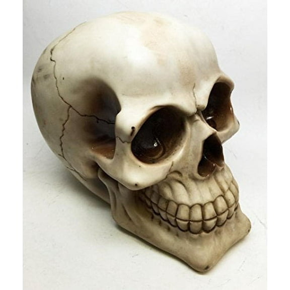 LARGE 8.75"LONG HOMOSAPIEN SKULL SKELETON SPOOKY FIGURINE SCULPTURE