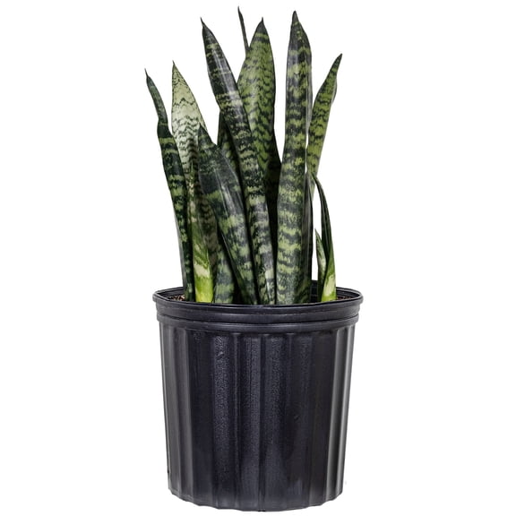 United Nursery Live Snake Plant Sansevieria Zeylanica 22-30 inches Tall in 10-inch Grower Pot