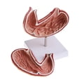 thumbnail image 3 of STARTIST Educative 1:1 Human Human Stomach Structure Model Learning Resouces Science Toy, 3 of 8