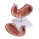 thumbnail image 3 of Modelo de estómago 1: 1 Modelo anatómico Anatomía para ciencias , modelos de demostración de laboratorio, 3 of 8