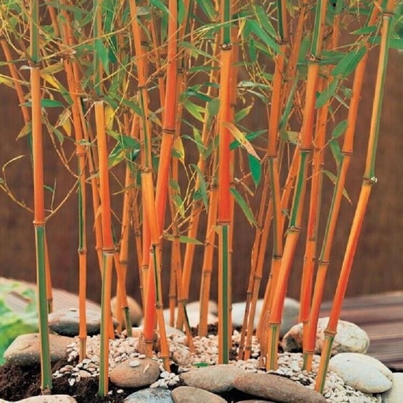 50 Red Fountain Bamboo Seeds