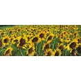 thumbnail image 2 of Borelli, Guido 14x8 White Modern Wood Framed Museum Art Print Titled - Girasoli Gialli II, 2 of 4