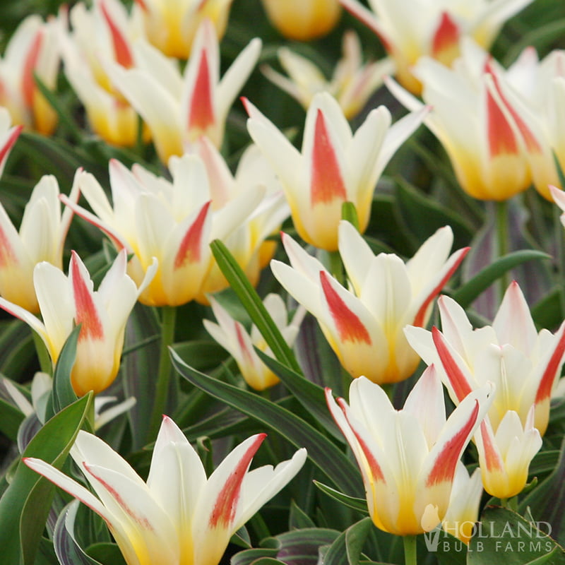 Tulip Johann Strauss Indoor Outdoor Spring Flowering Bulbs Plants 