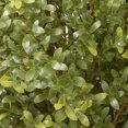 thumbnail image 2 of National Arbre LAR4-702-18H-1 18 Po Argentea Panier Suspendu, 2 of 2