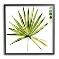 thumbnail image 2 of Jennifer Paxton Parker Fan Palm Foliage Tropical Plant Green Palate Painting 12 in x 12 in Framed Painting Art Print, by Stupell Home Décor, 2 of 5