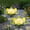 Green, variant on Waitmin Amber LED Solar Garden Lights - Garden Decoration Waterproof Crackle Globe Design 2 Pack