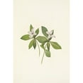 thumbnail image 2 of Mary Vaux Walcott 14x18 Black Ornate Wood Framed Double Matted Museum Art Print Titled - Bunchberry (Flower). Cornus Canadensis (1925), 2 of 5
