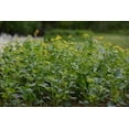 thumbnail image 4 of RedCrocus Meadow Zizia Zizia aptera Wildflower Native Perennial Plant - Pollinator Attractive, Deer Resistant, Suitable for Garden & Prairie  1 Gallon (Pack of 4), 4 of 28