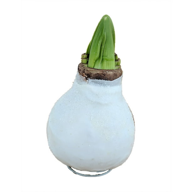 White Snow Waxed Amaryllis Bulb + Gift Box Blooms Without Soil/Water