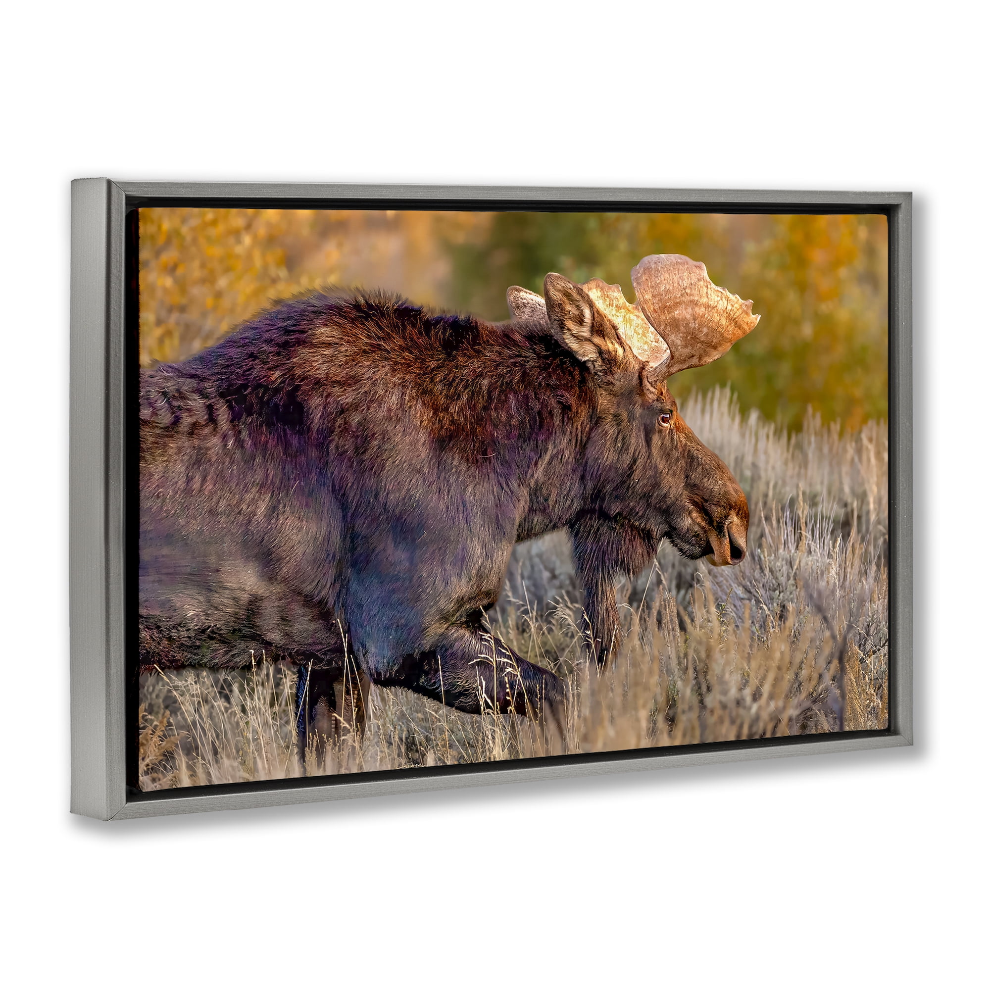 Stupell Industries Bull Moose At Dusk Gray Framed Floater Canvas Wall Art, design by Shelley Carlisle