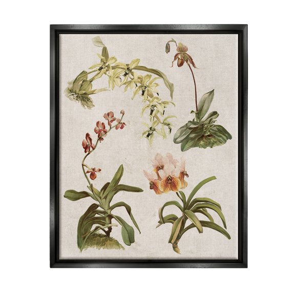 Stupell Vintage Latin Study Flowers Nature Botanical & Floral Painting Black Floater Framed Art Print Wall Art